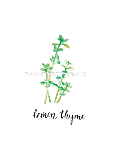 Lemon Thyme Herb Watercolor Art Print
