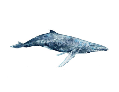 Humpback Whale Watercolor Art Print