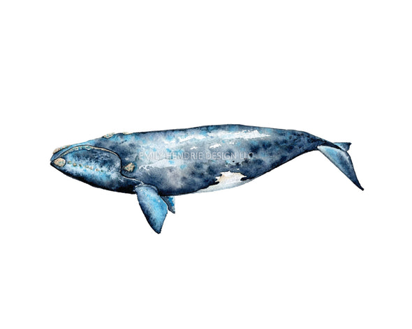 Right Whale Watercolor Art Print