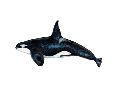 Killer Whale Watercolor Art Print