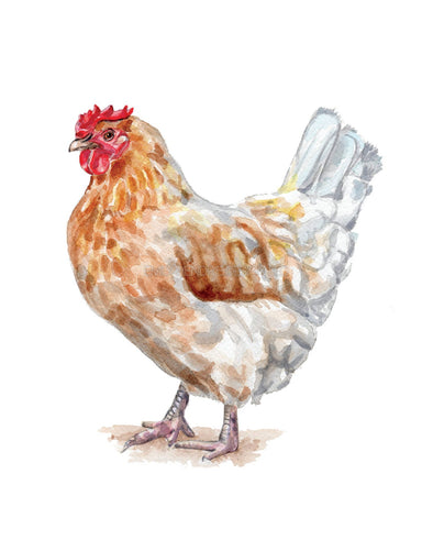 Chicken Watercolor Art Print