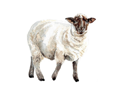 Black Faced Sheep Watercolor Art Print
