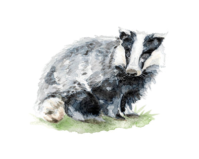 Badger Watercolor Art Print