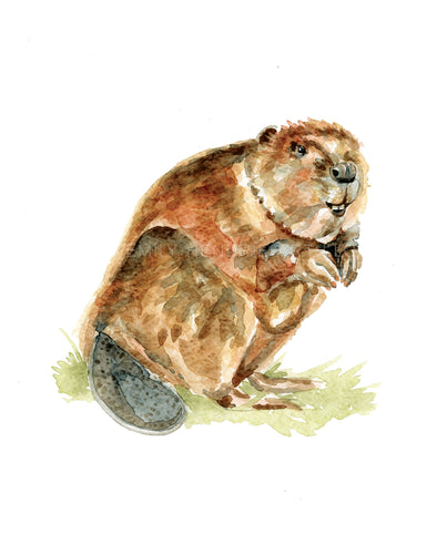 Beaver Watercolor Art Print
