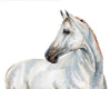 Arabian Wonder no. 2 Watercolor Horse Print