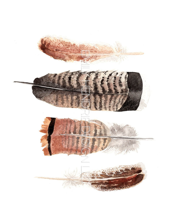 Turkey Feather Study Watercolor Art Print