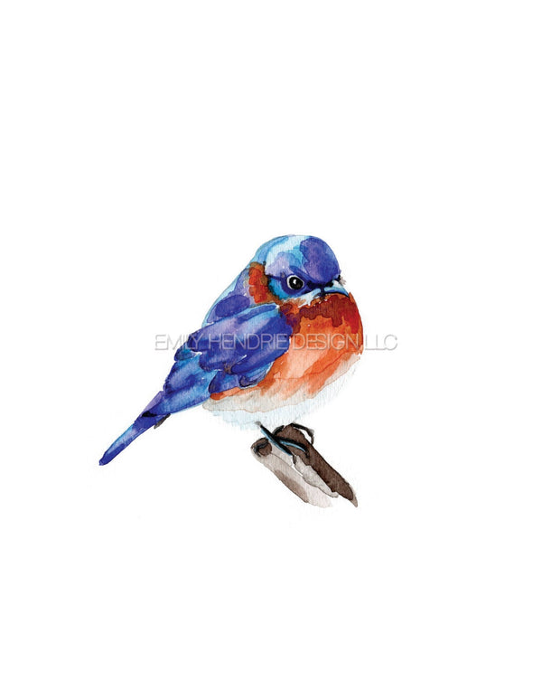 Eastern Blue Bird Watercolor Art Print
