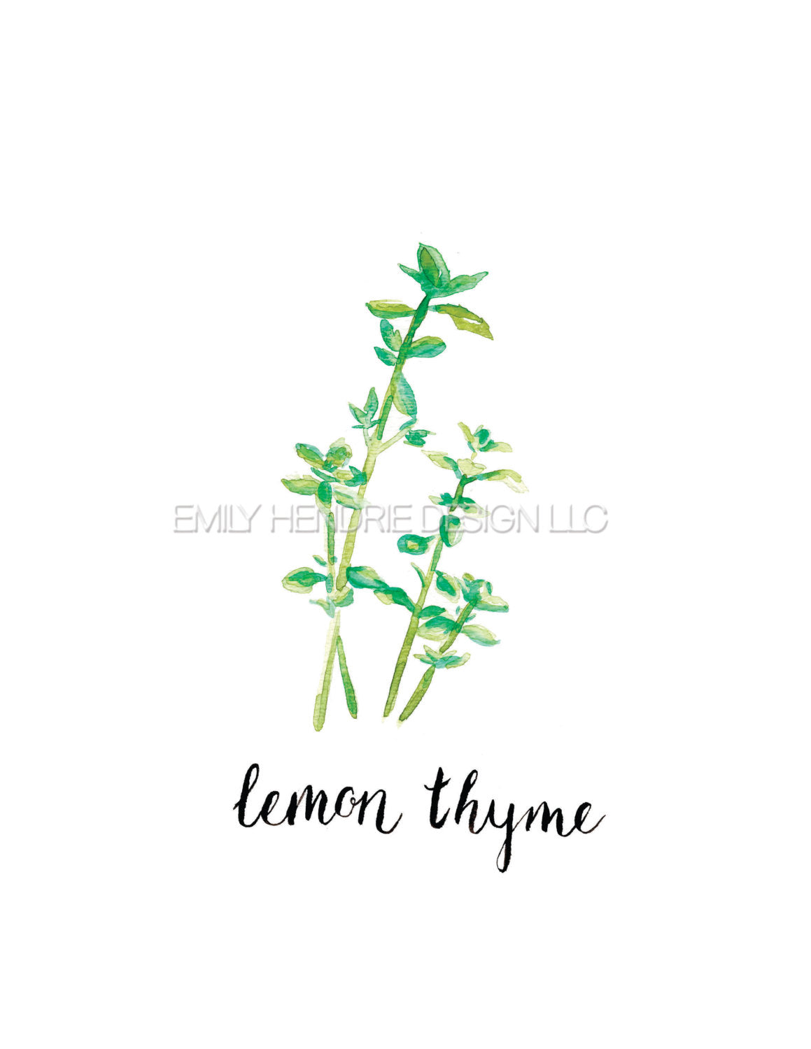 thyme flower drawing