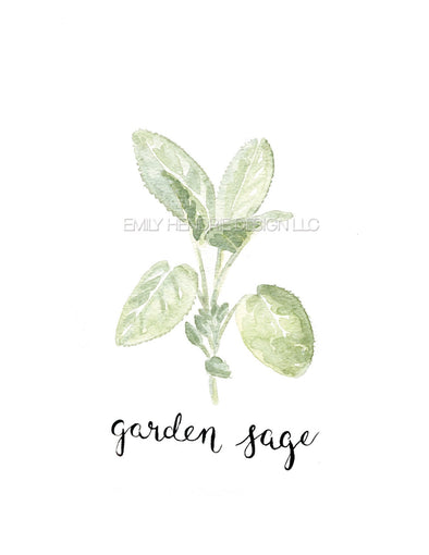 Garden Sage Watercolor Art Print
