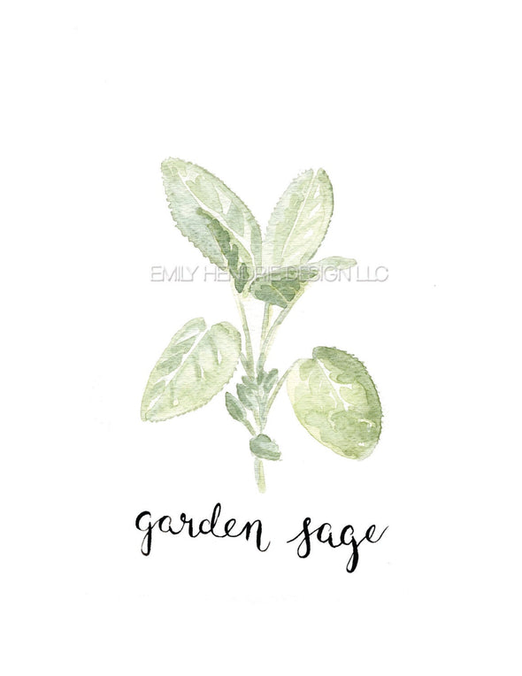 Garden Sage Watercolor Art Print