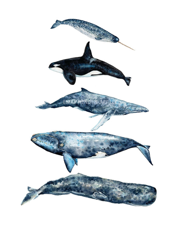 Whale Chart Watercolor Art Print
