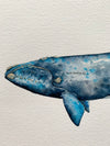 Original Right Whale Watercolor Art